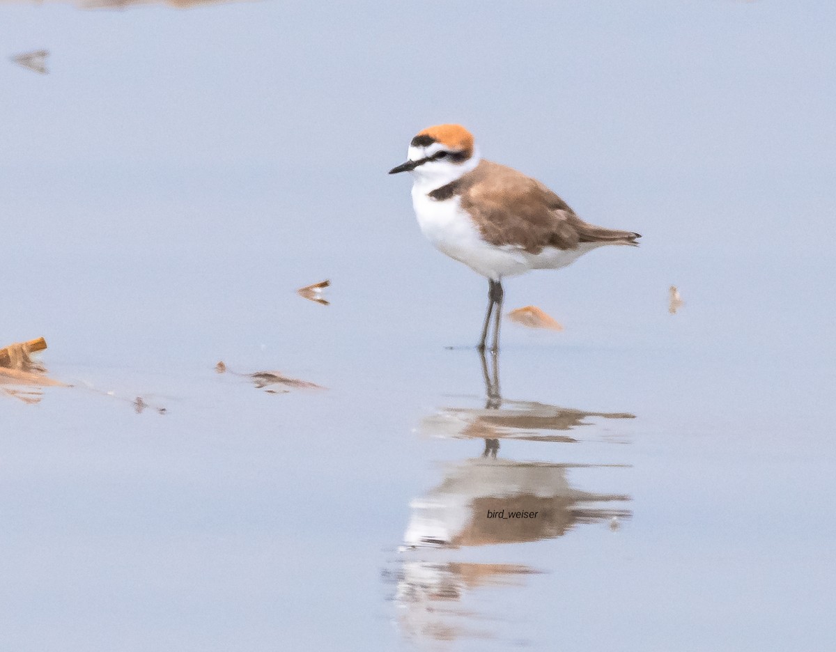 Kentish Plover - ML643196632
