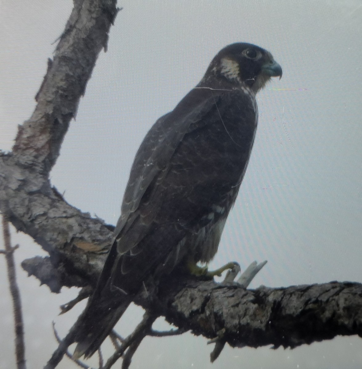 Wanderfalke - ML643196655