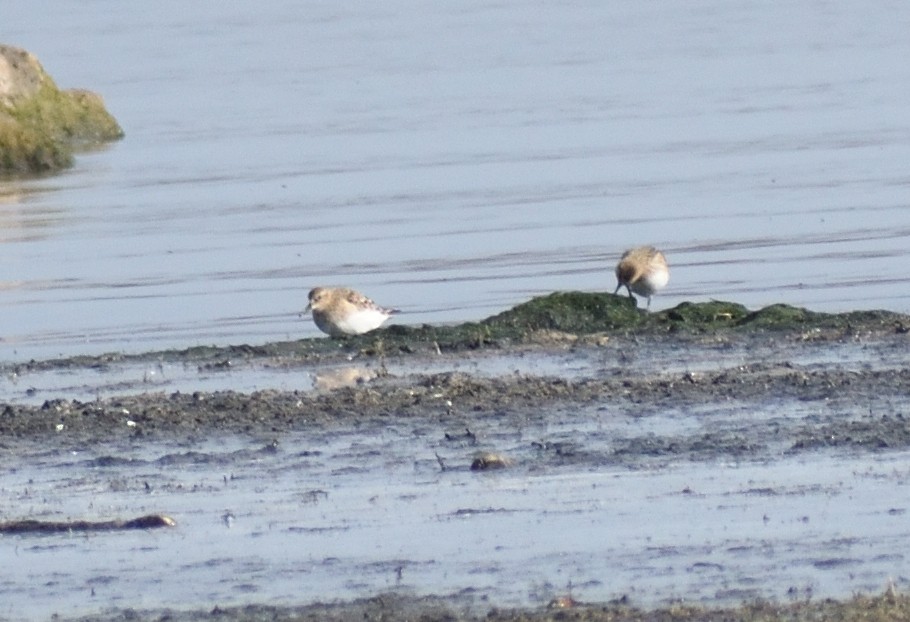 Bairdstrandläufer - ML643196657