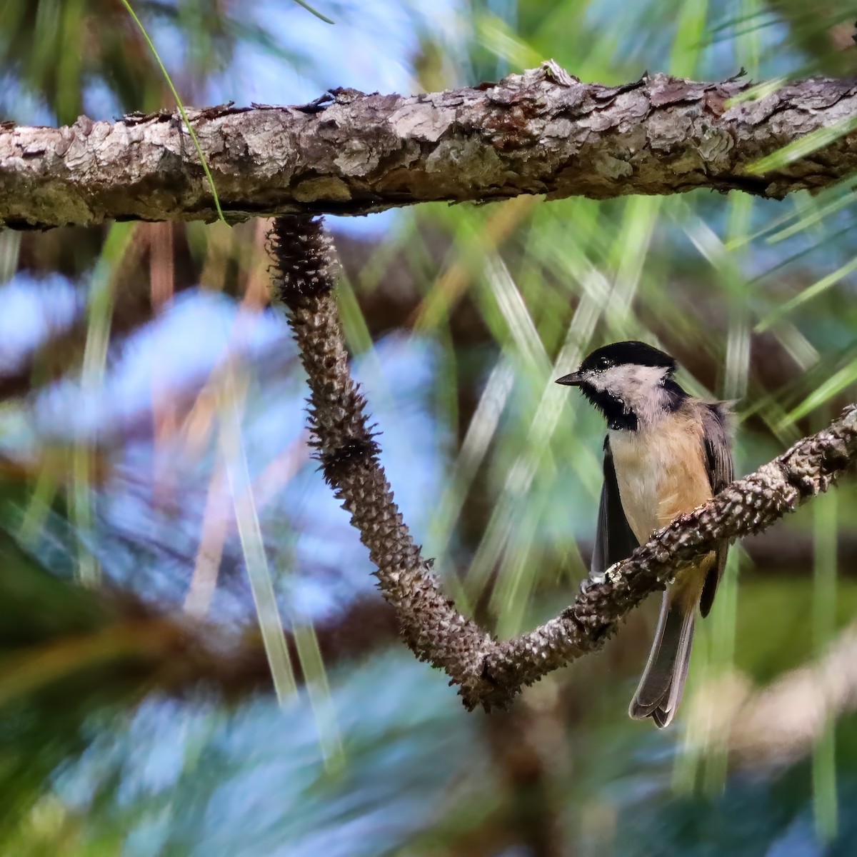 Carolinameise - ML643196664