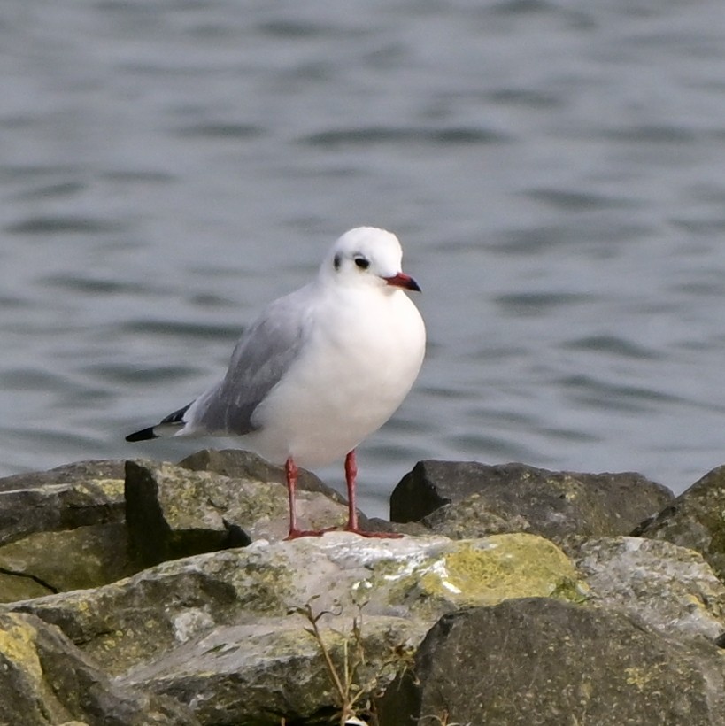 Lachmöwe - ML643196689