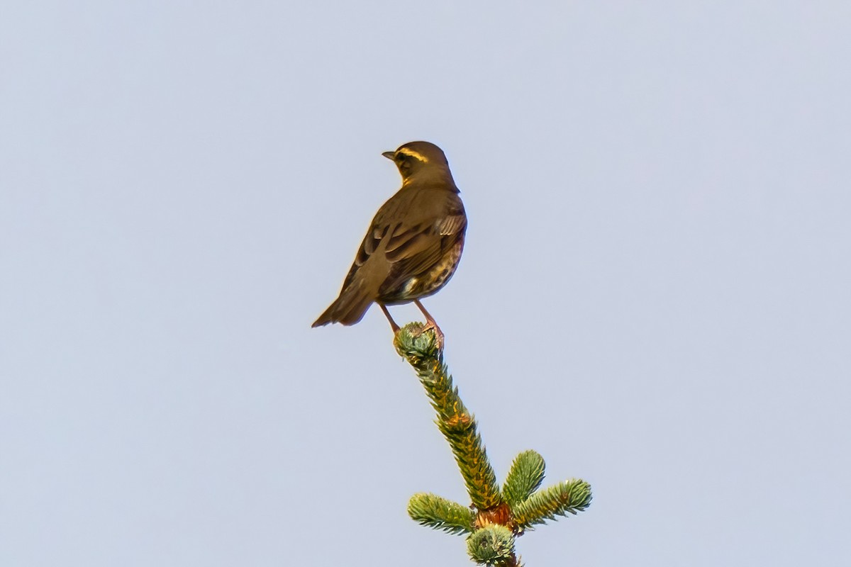 Redwing - ML643196695