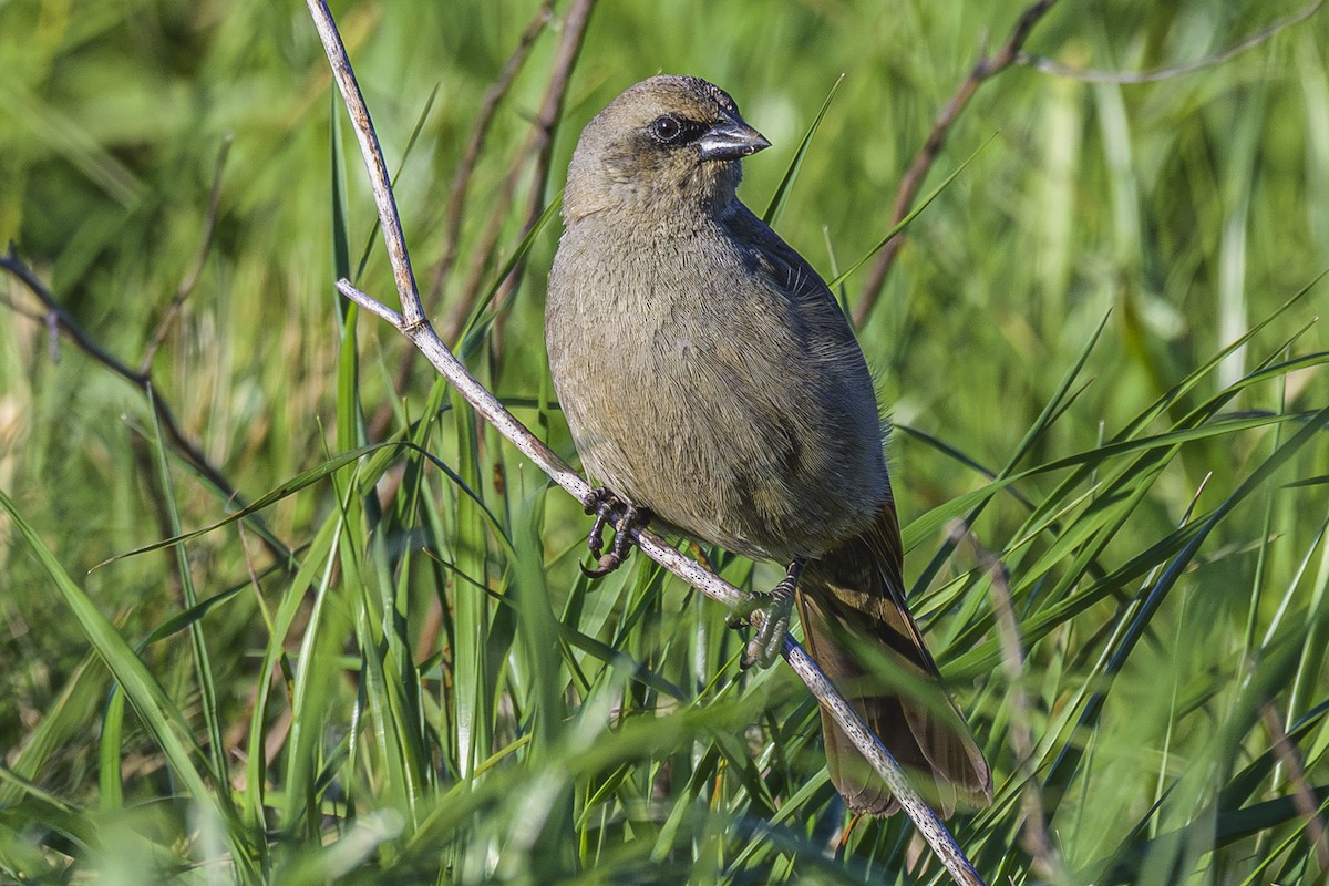 Grayish Baywing - ML643196721