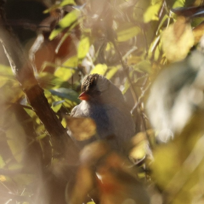 White-crowned Sparrow - ML643196752