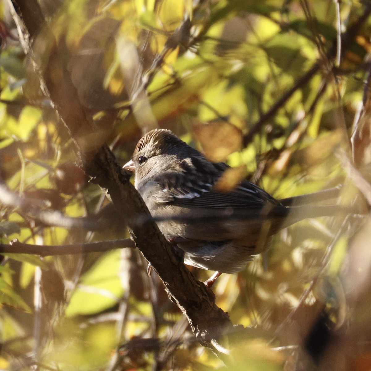 White-crowned Sparrow - ML643196753