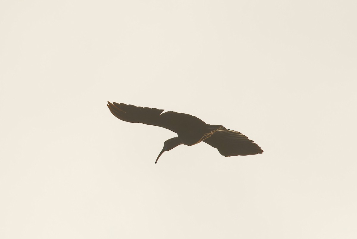 Green Ibis - ML643196763