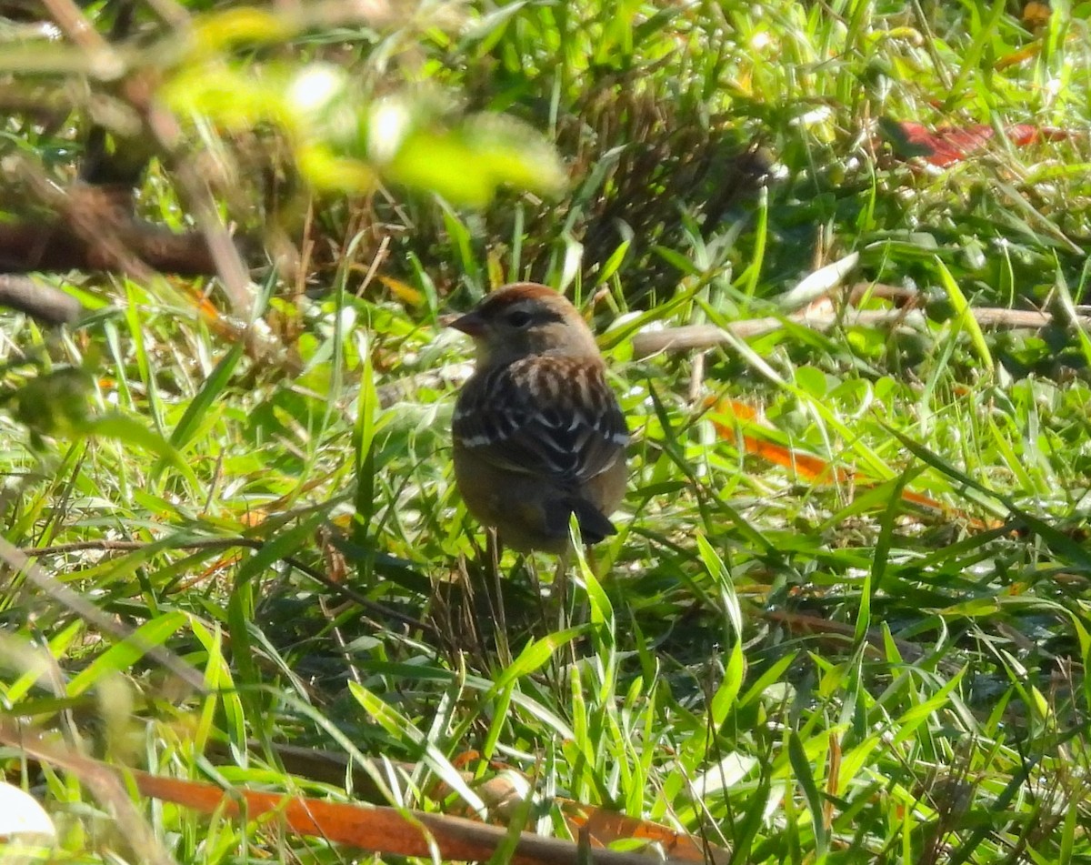 White-crowned Sparrow - ML643196784