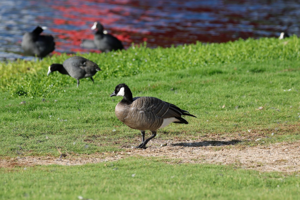 Cackling Goose - ML643196801