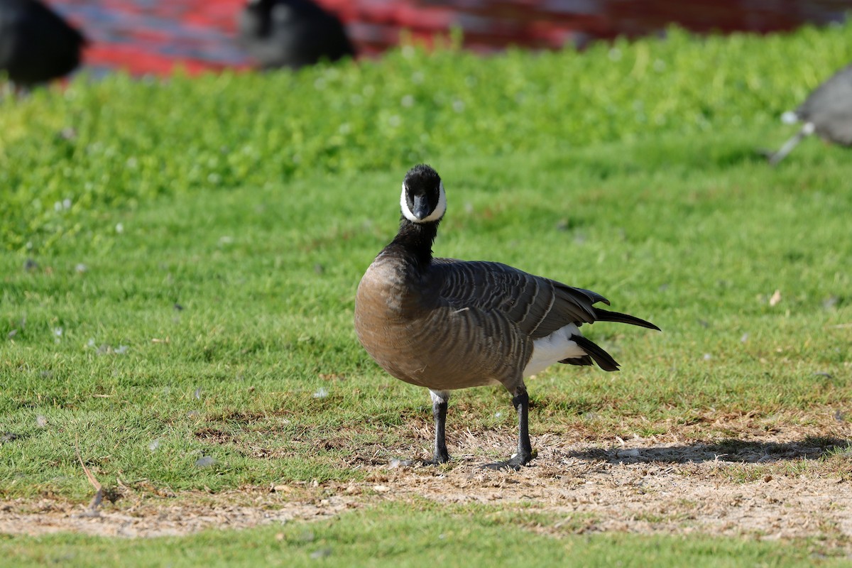 Cackling Goose - ML643196802