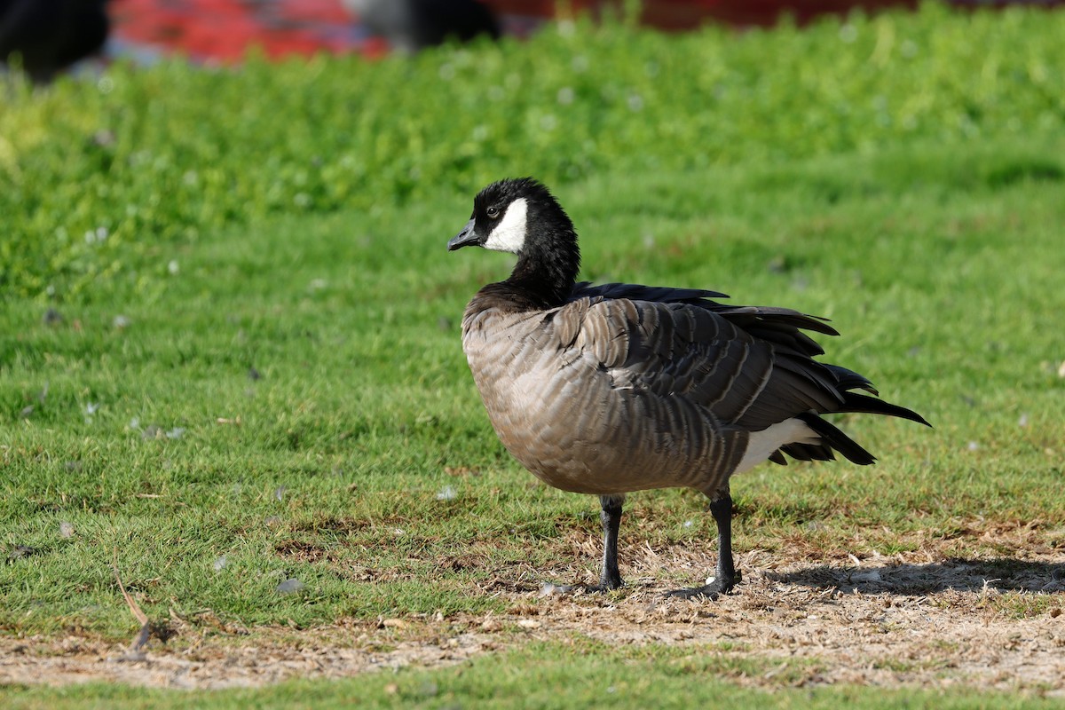 Cackling Goose - ML643196803