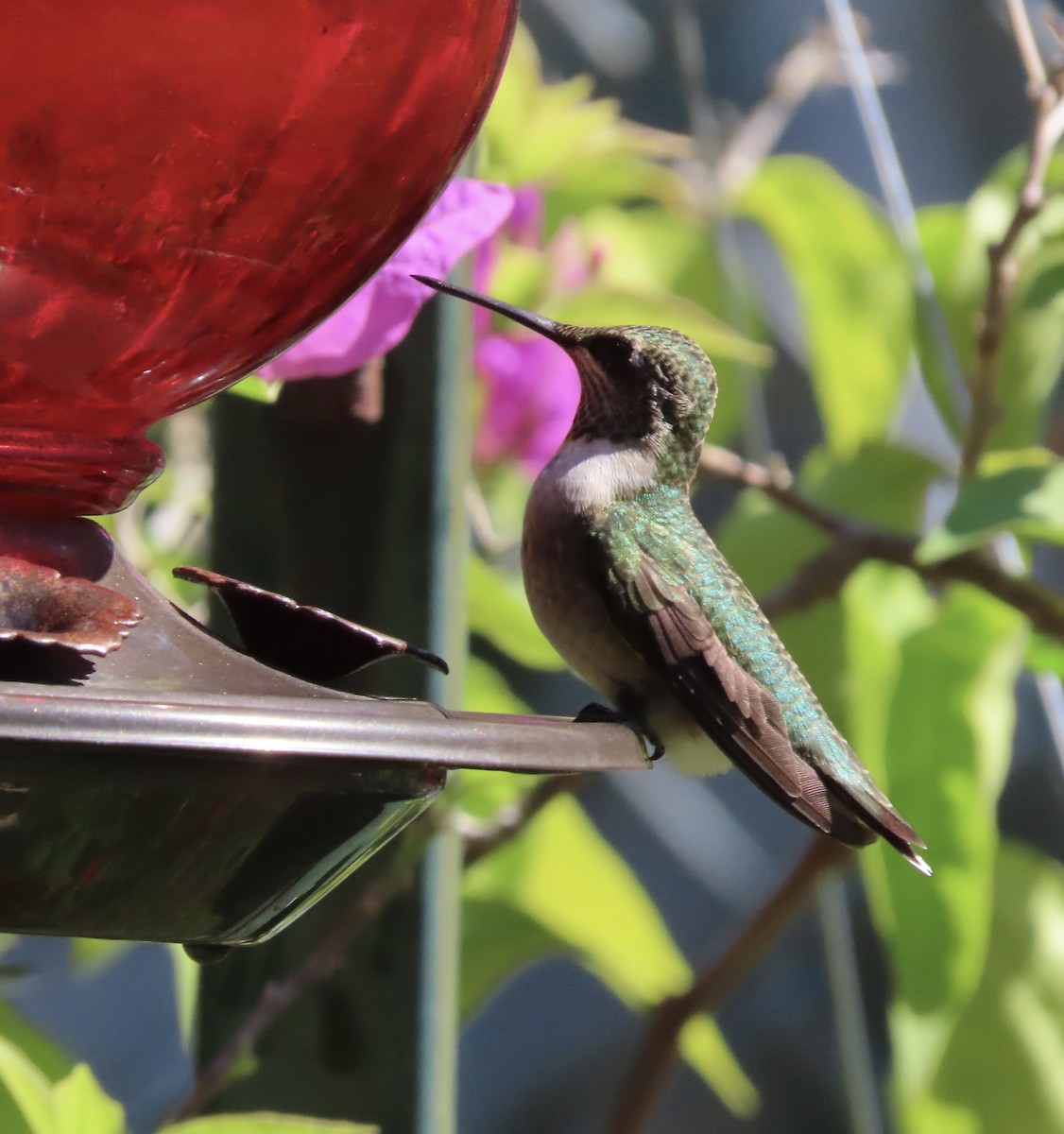Colibri à gorge rubis - ML643196816