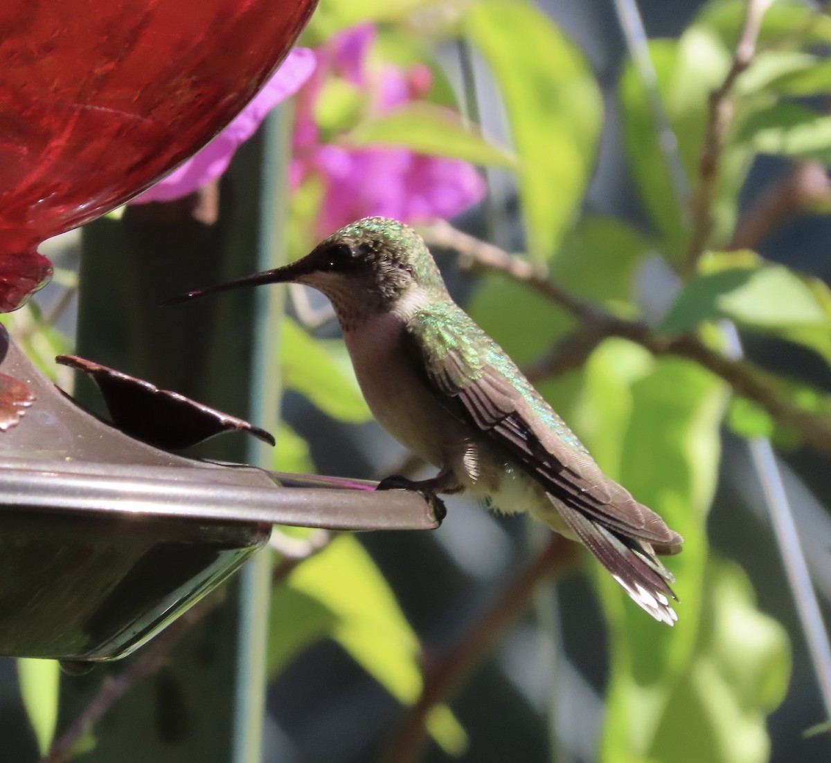 Colibri à gorge rubis - ML643196817