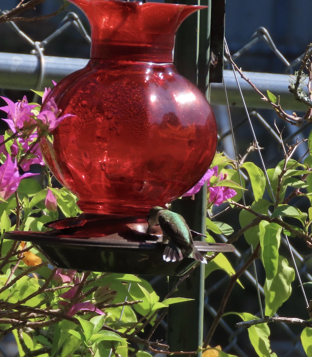 Colibri à gorge rubis - ML643196818