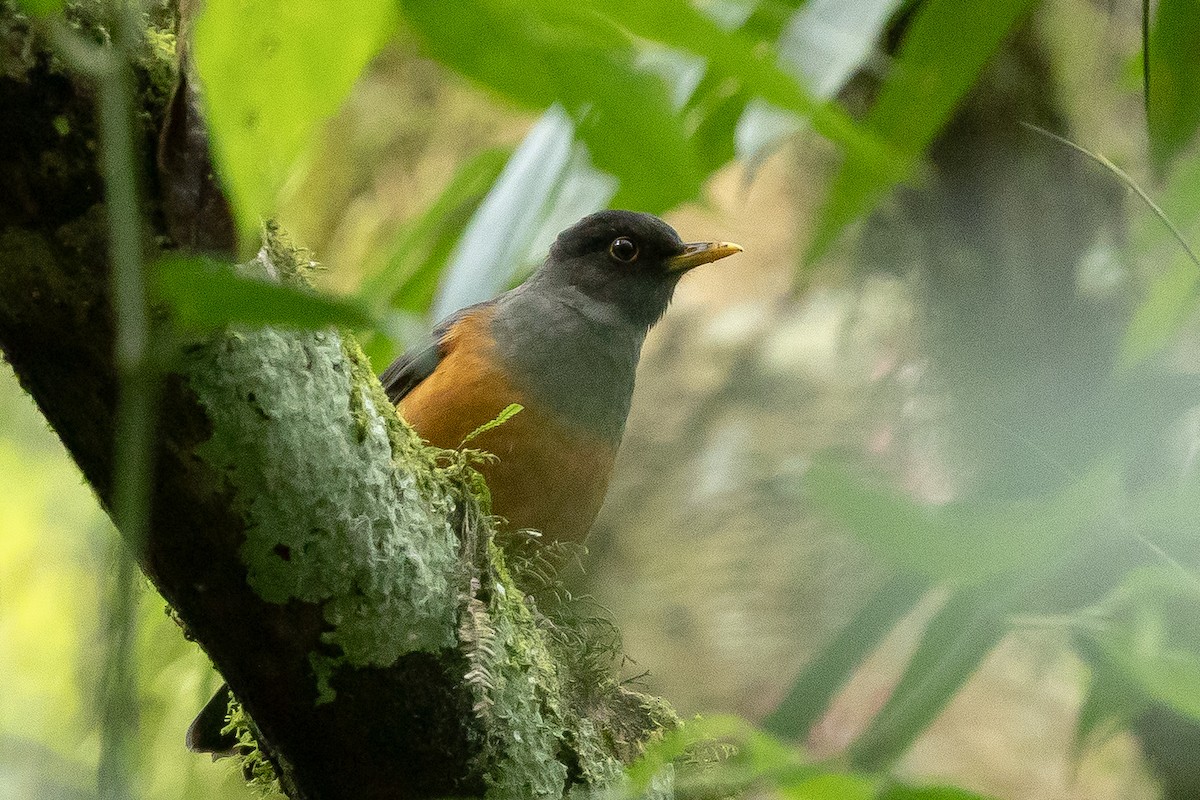 Chestnut-bellied Thrush - ML643196821