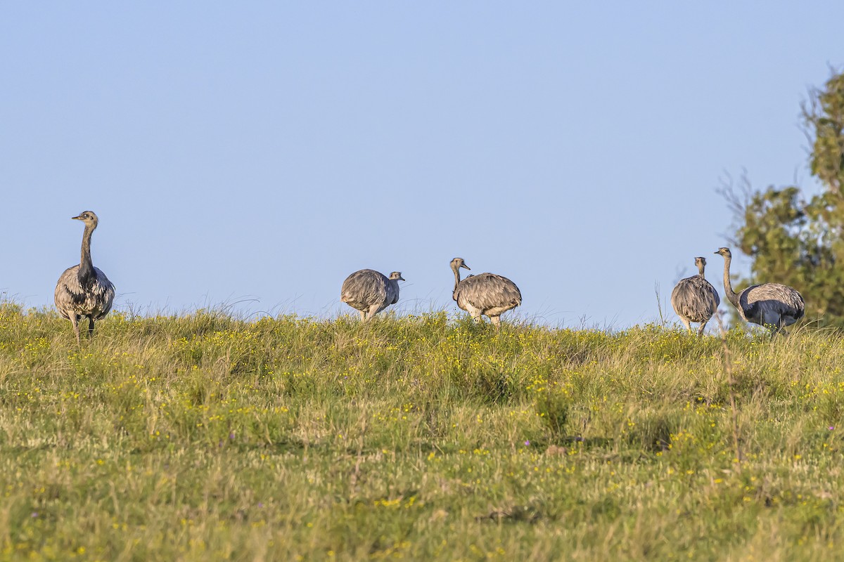 Greater Rhea - ML643196841