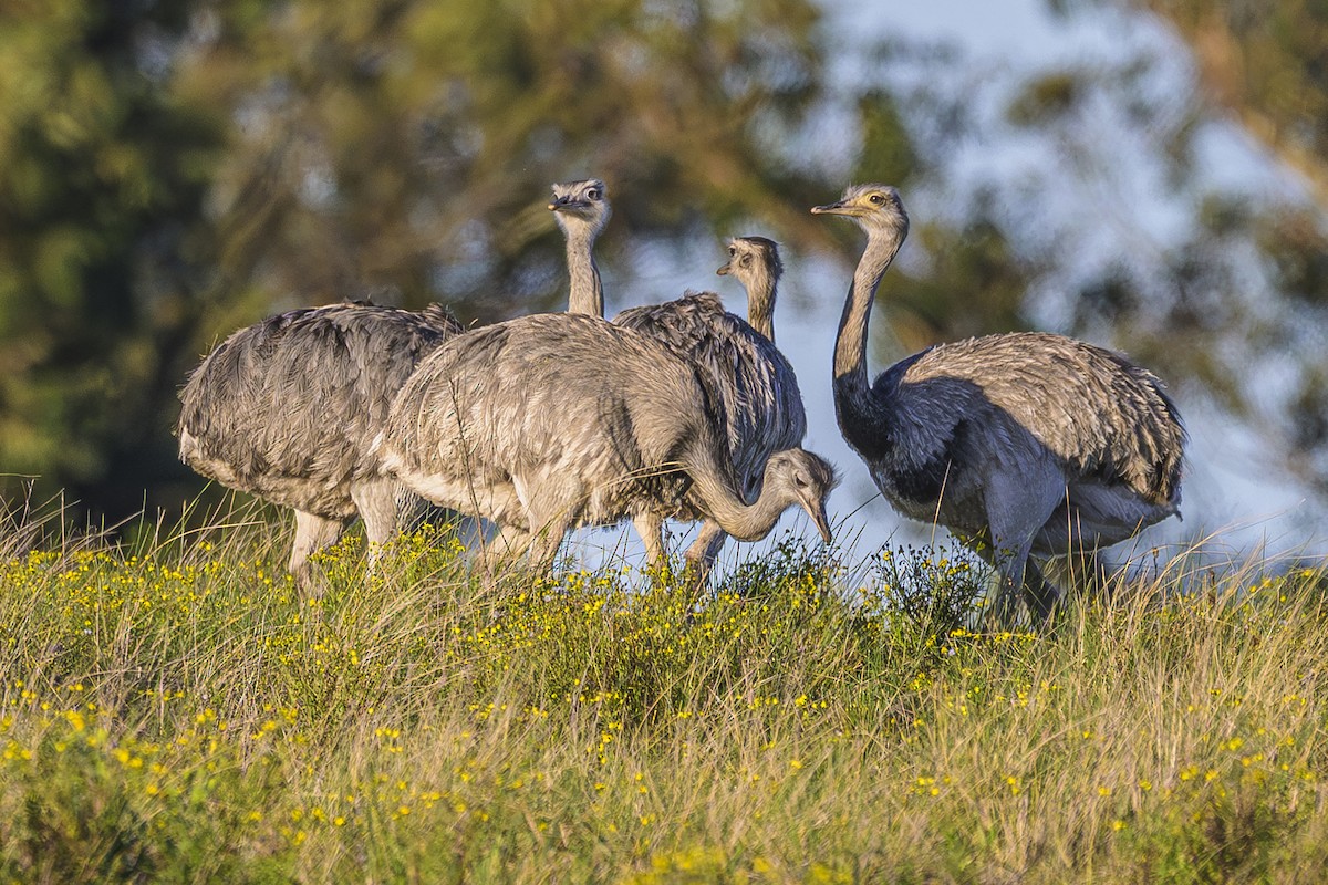 Greater Rhea - ML643196844