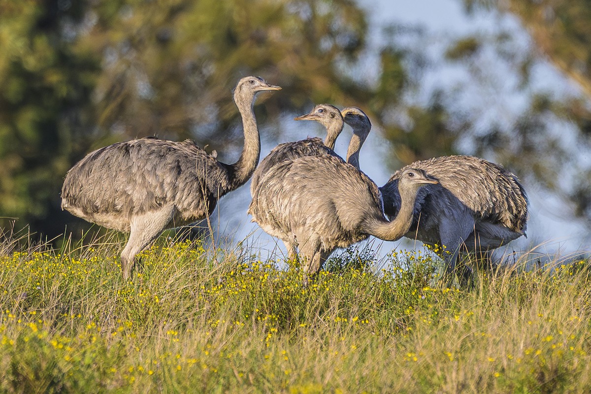 Greater Rhea - ML643196847