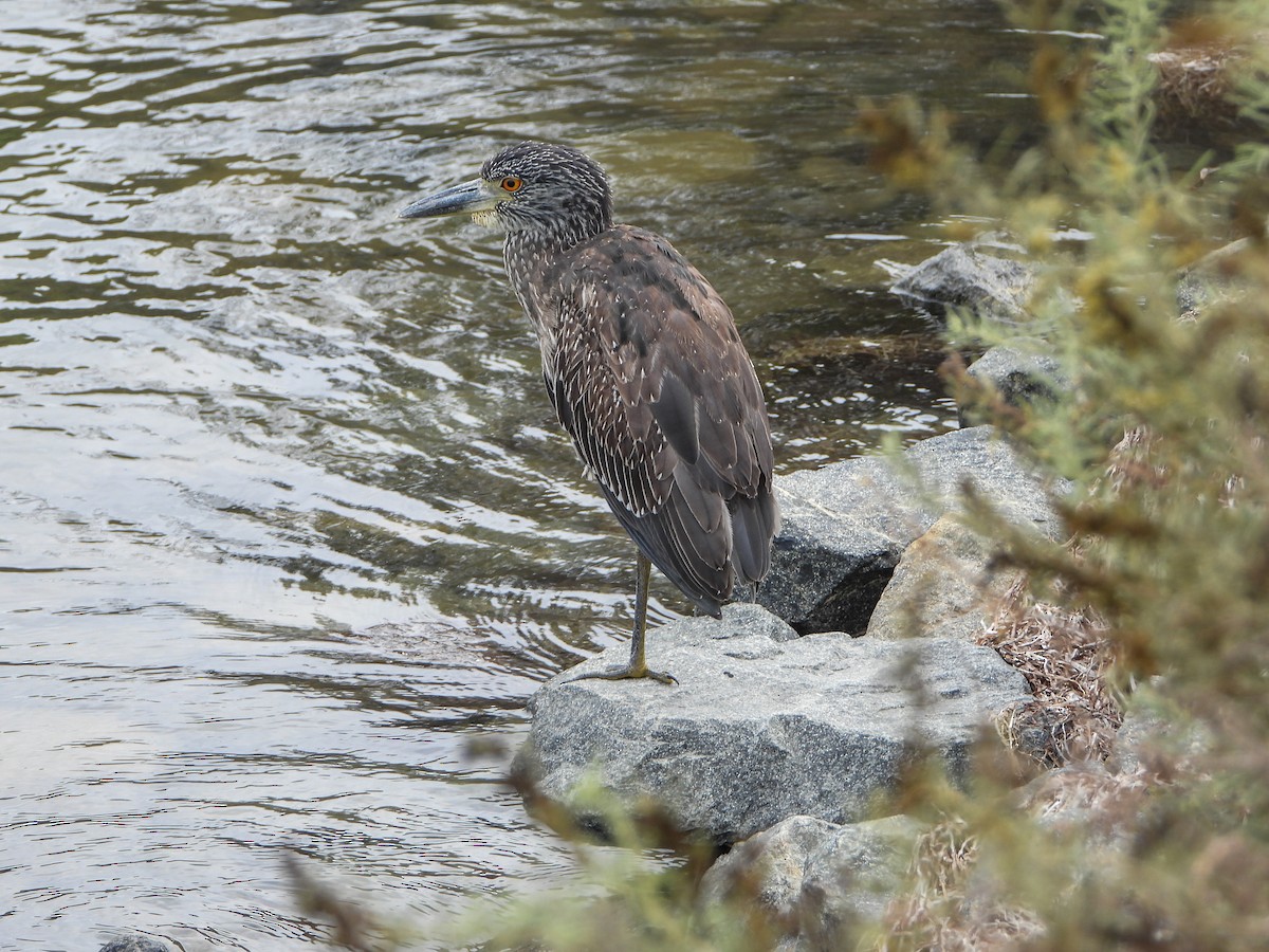 Yellow-crowned Night Heron - ML643196860