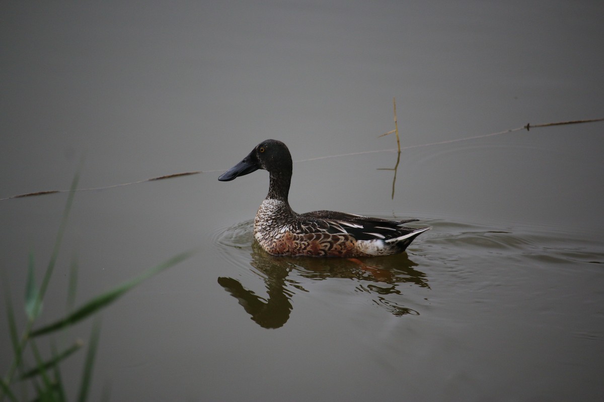 Northern Shoveler - ML643196873