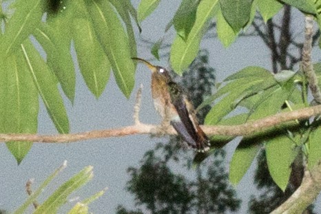 Rufous-breasted Hermit - ML643196907
