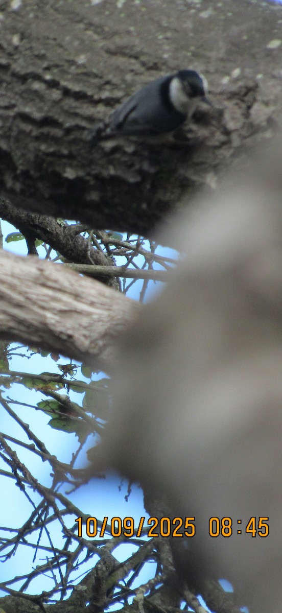 White-breasted Nuthatch - ML643196909