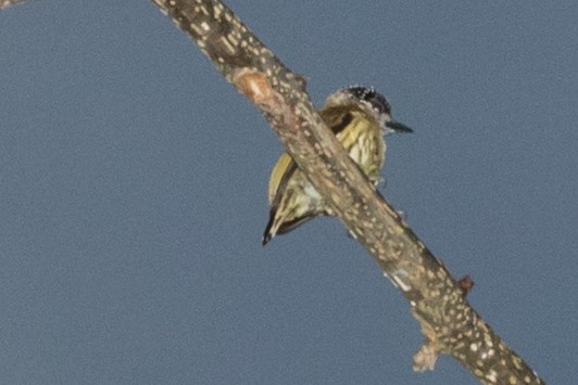 Olivaceous Piculet - ML643196912