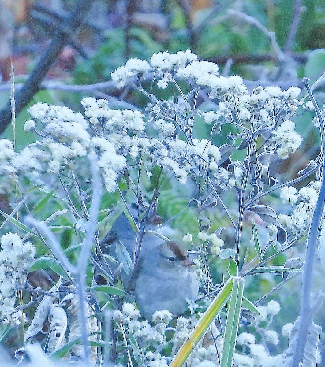 White-crowned Sparrow - ML643196928