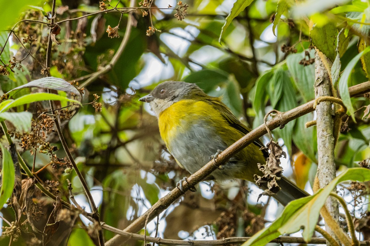 Ashy-throated Chlorospingus - ML643196936