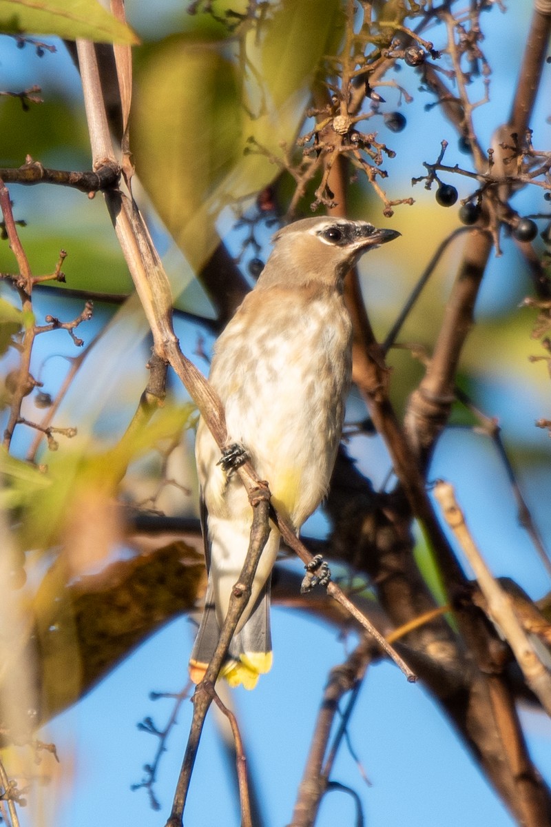 Cedar Waxwing - ML643196953