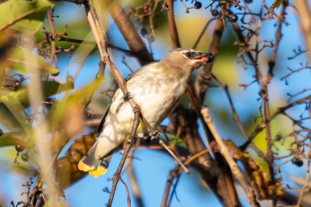 Cedar Waxwing - ML643196954