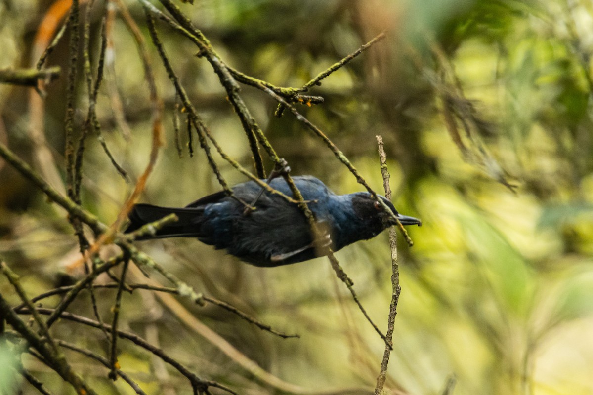 Masked Flowerpiercer - ML643196956
