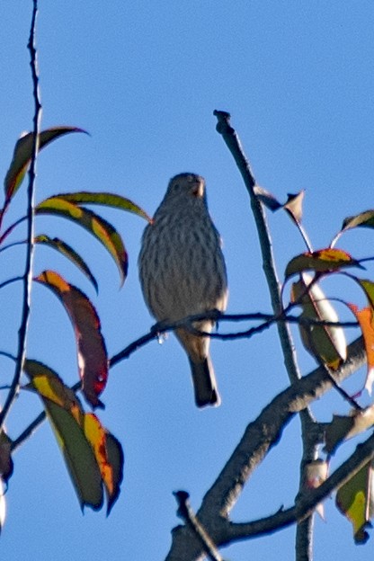 House Finch - ML643196963
