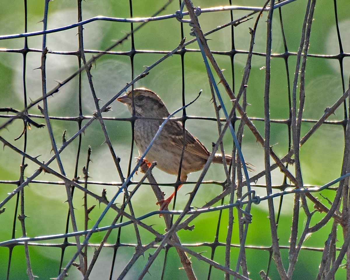 White-throated Sparrow - ML643196972
