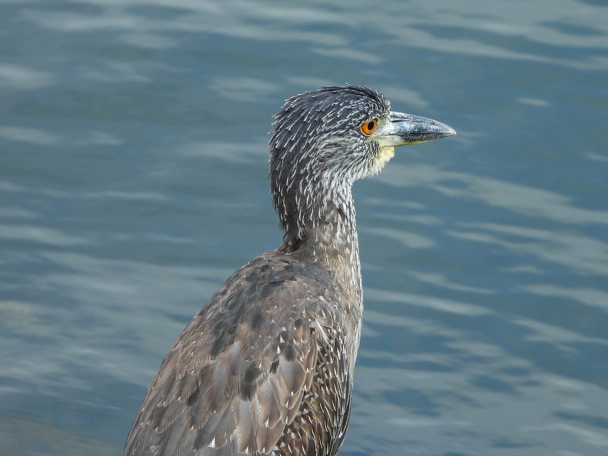 Yellow-crowned Night Heron - ML643196976