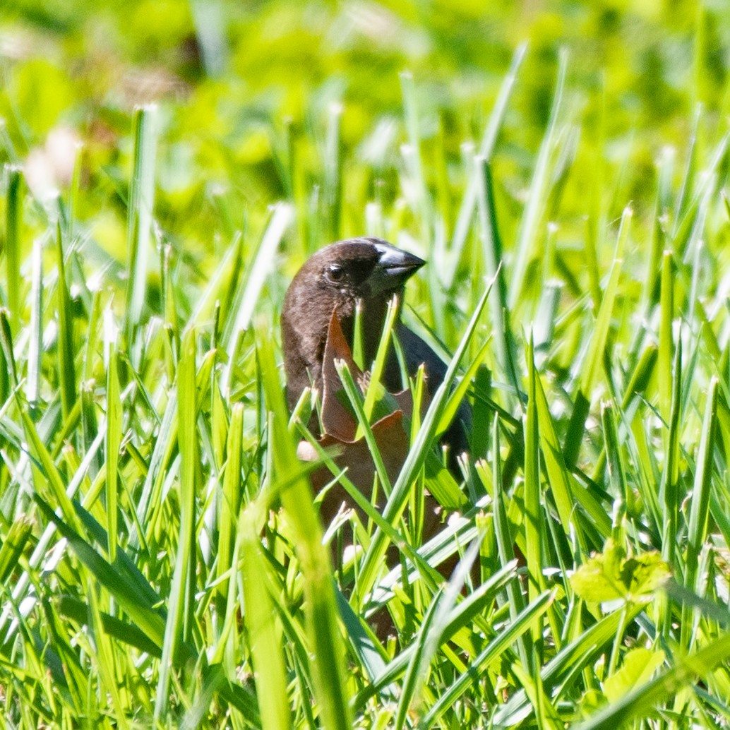 Brown-headed Cowbird - ML643196984