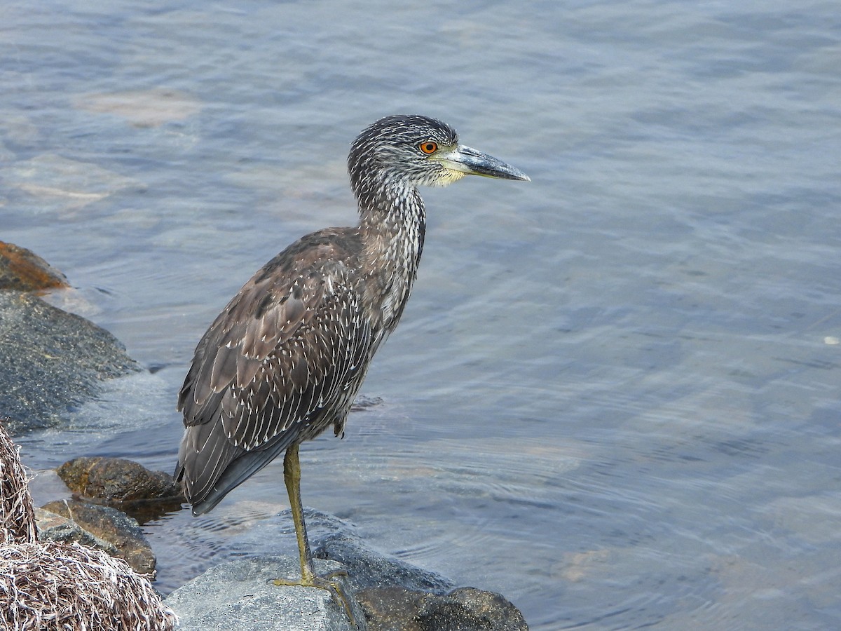 Yellow-crowned Night Heron - ML643196989