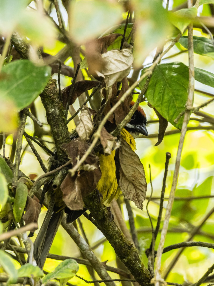 Moustached Brushfinch - ML643196994