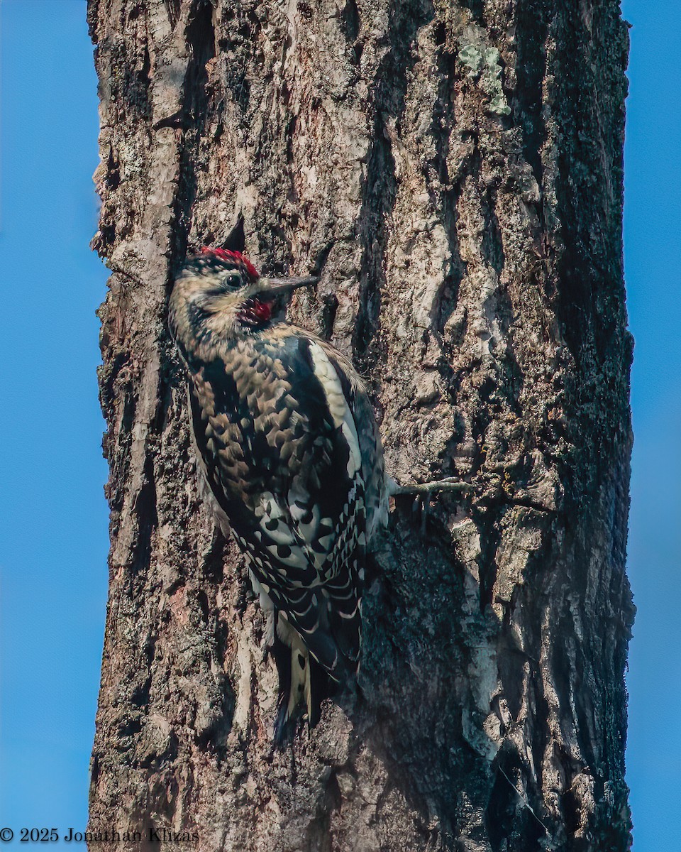 Yellow-bellied Sapsucker - ML643196998