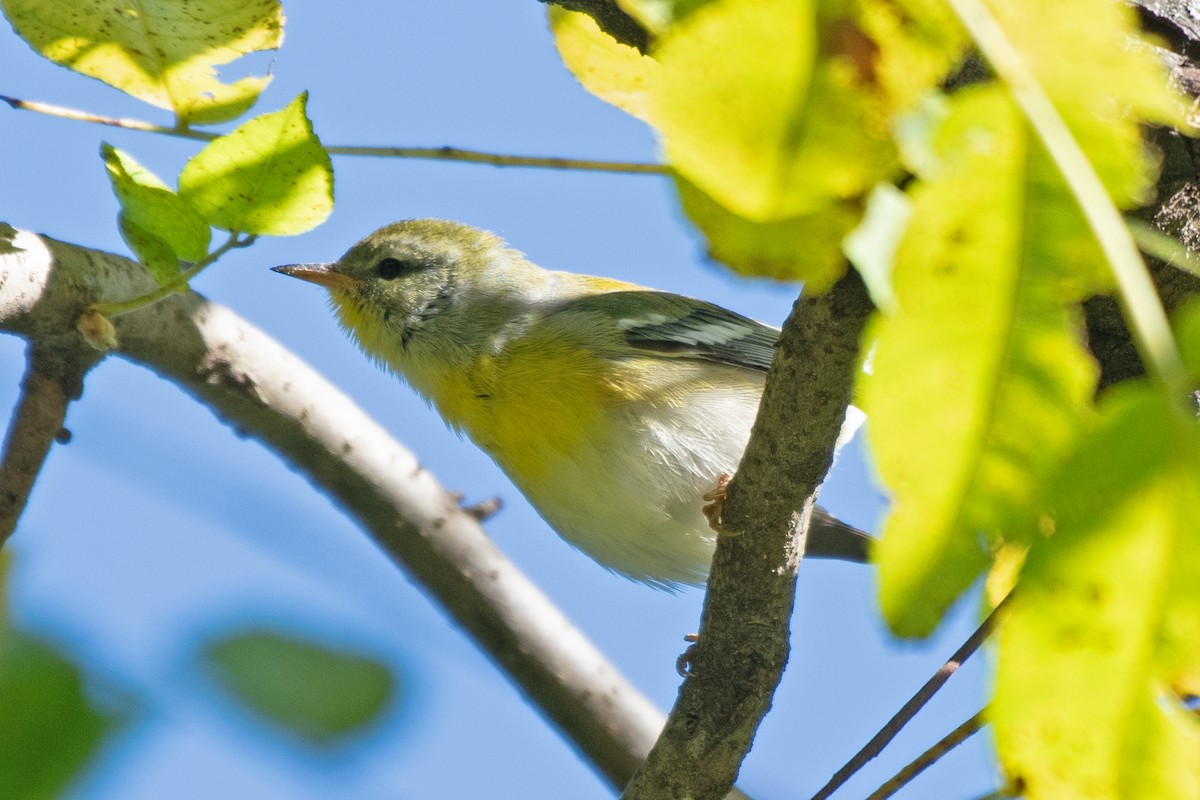 Northern Parula - ML643197002