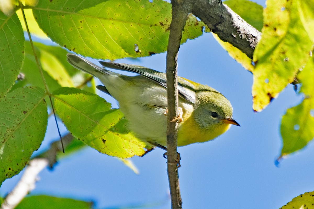 Northern Parula - ML643197003
