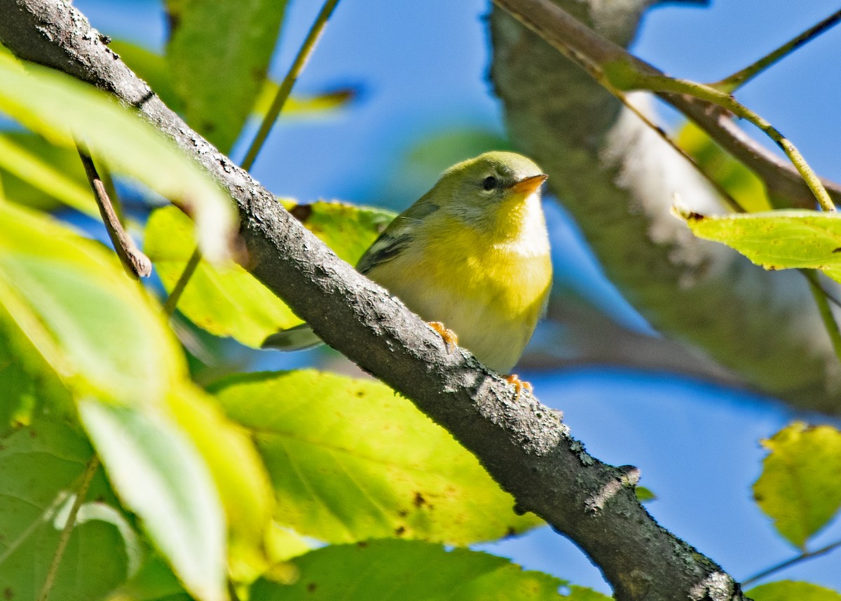 Northern Parula - ML643197004