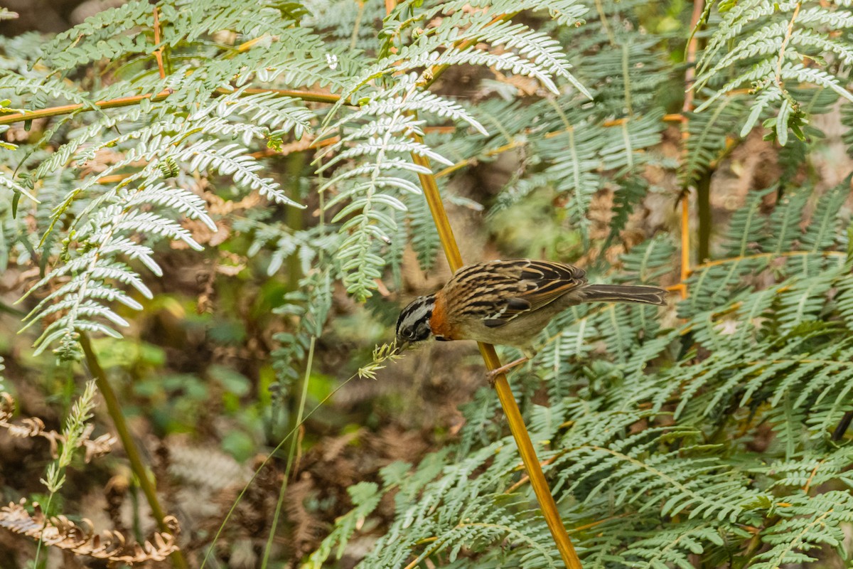 Rufous-collared Sparrow - ML643197010