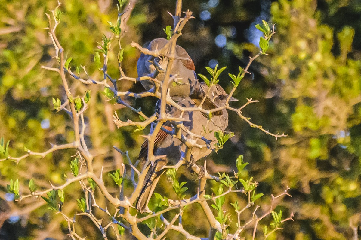 Grayish Baywing - ML643197020