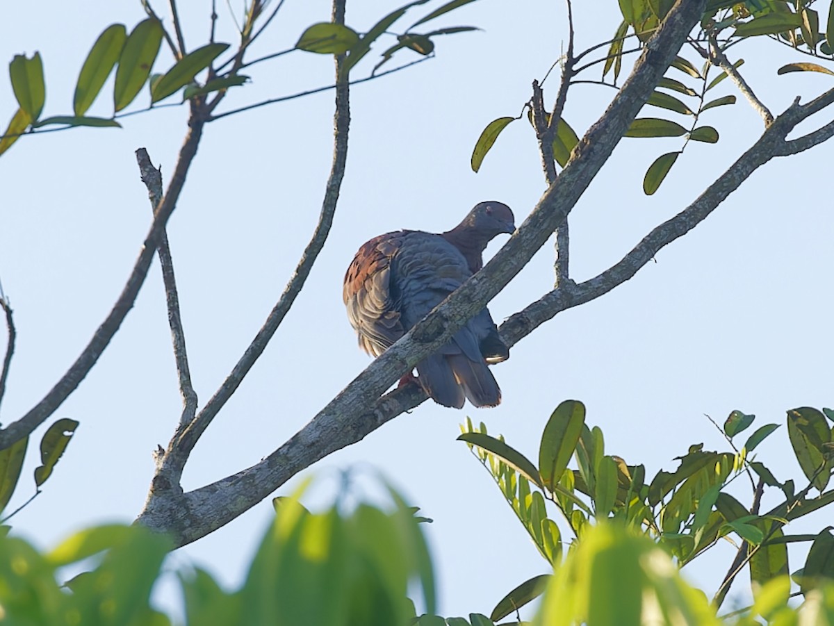 Pale-vented Pigeon - ML643197021