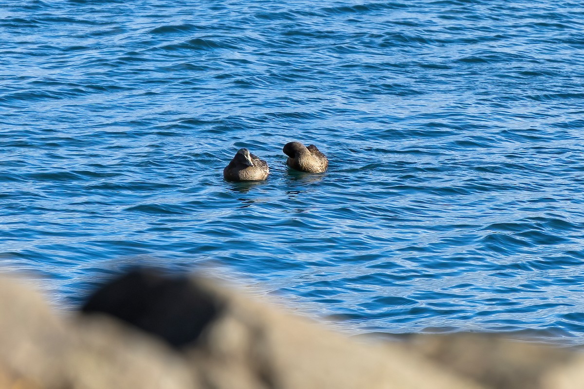Common Eider - ML643197024