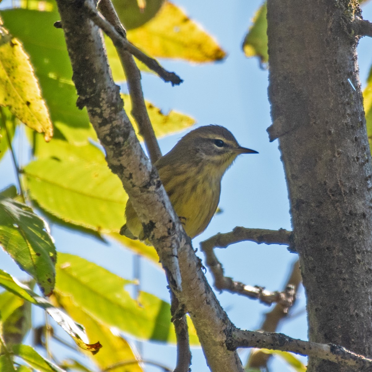 Palm Warbler - ML643197025