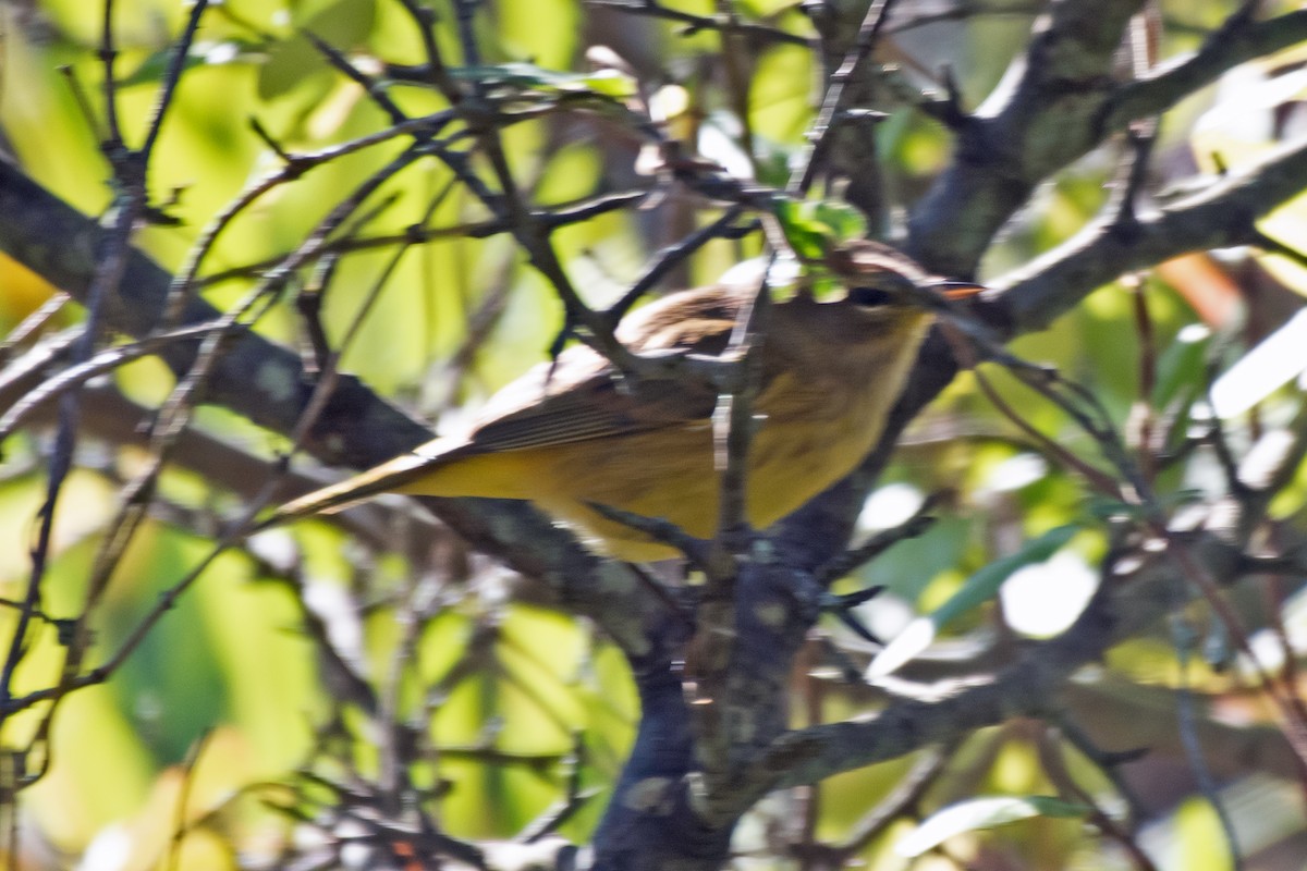 Palm Warbler - ML643197026