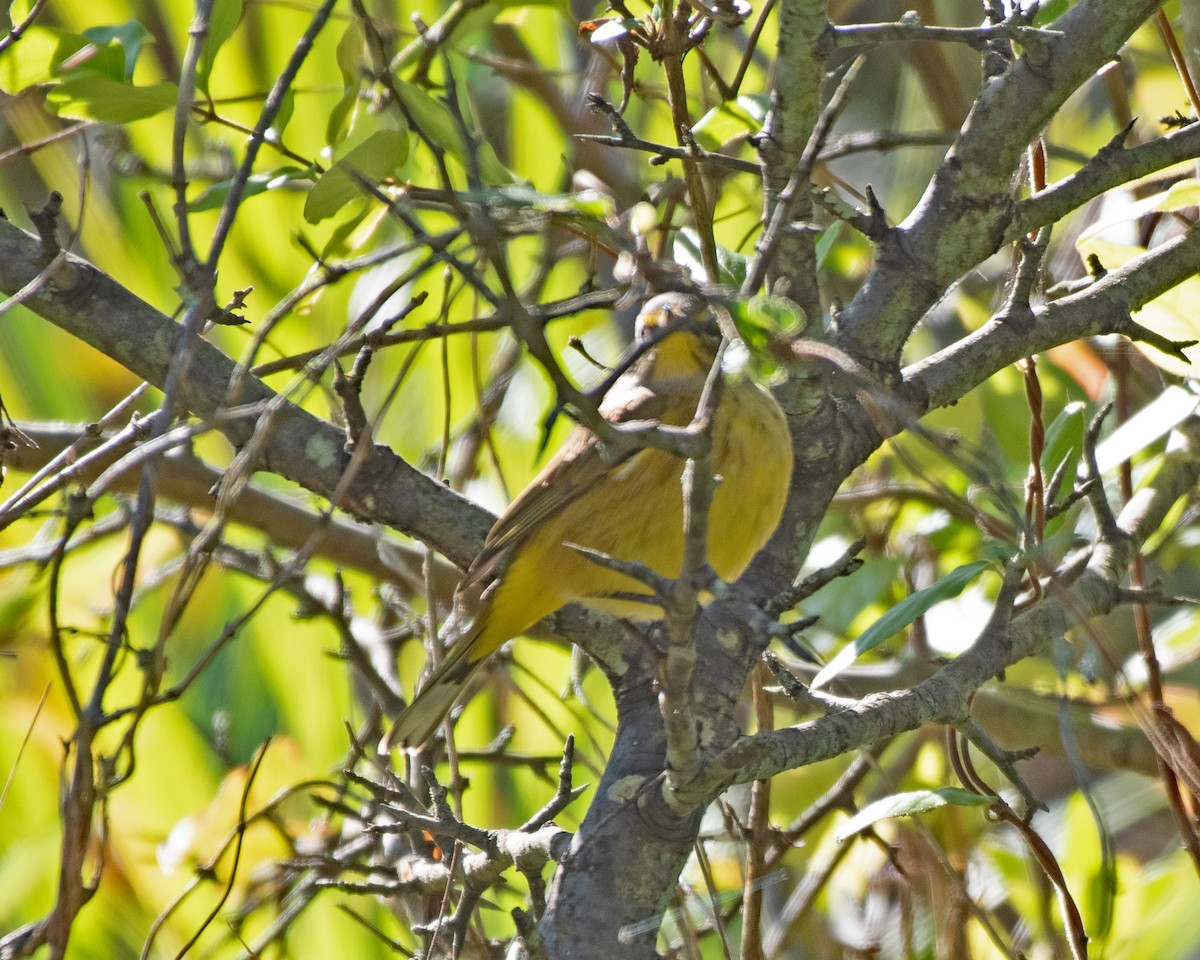 Palm Warbler - ML643197027