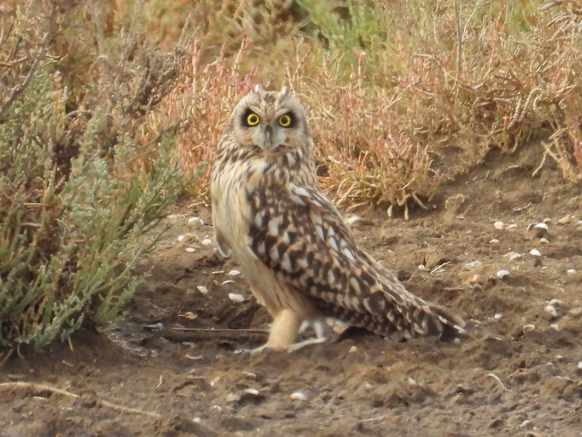 Short-eared Owl - ML643197029