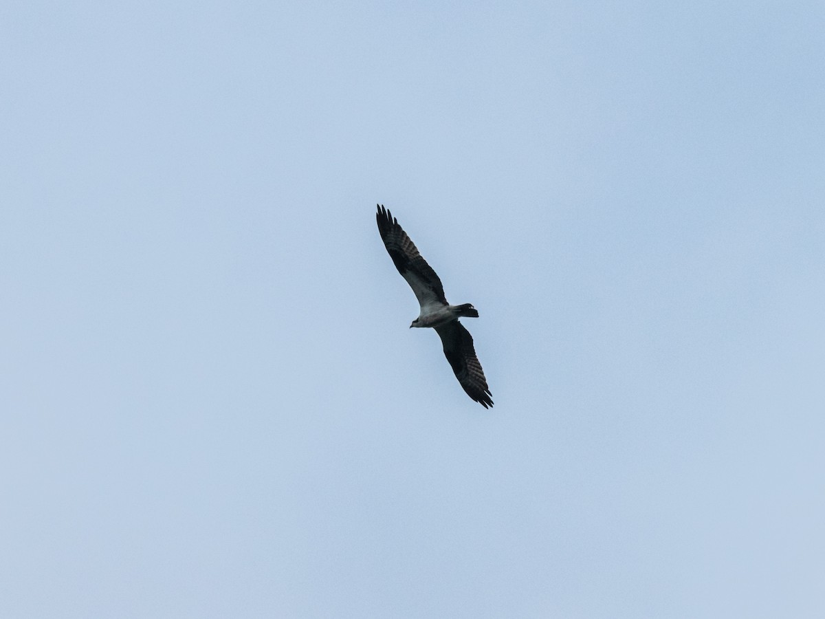 Osprey - ML643197033